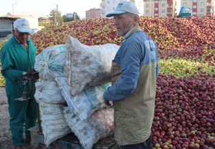 Beyşehir'de döküntü elma alımları başladı