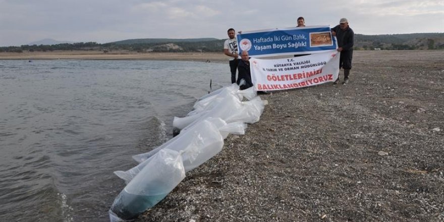 Porsuk Baraj Gölüne 3 bin yayın balığı yavrusu bırakıldı