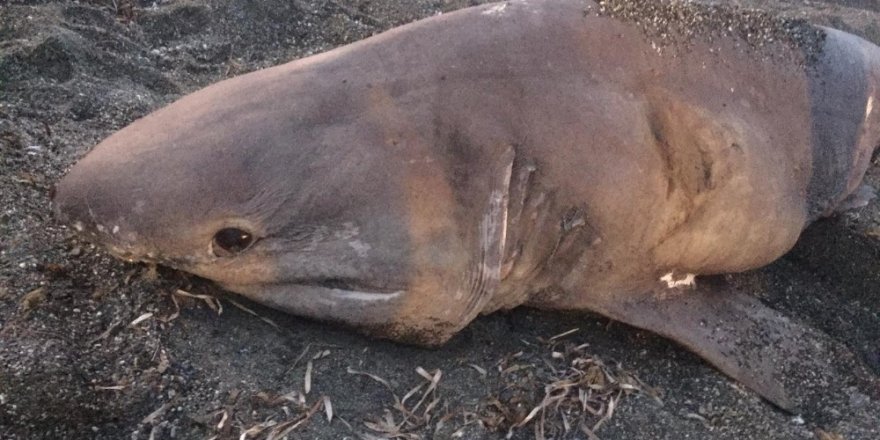 İzmir’de 3 metre uzunluğunda köpek balığı karaya vurdu