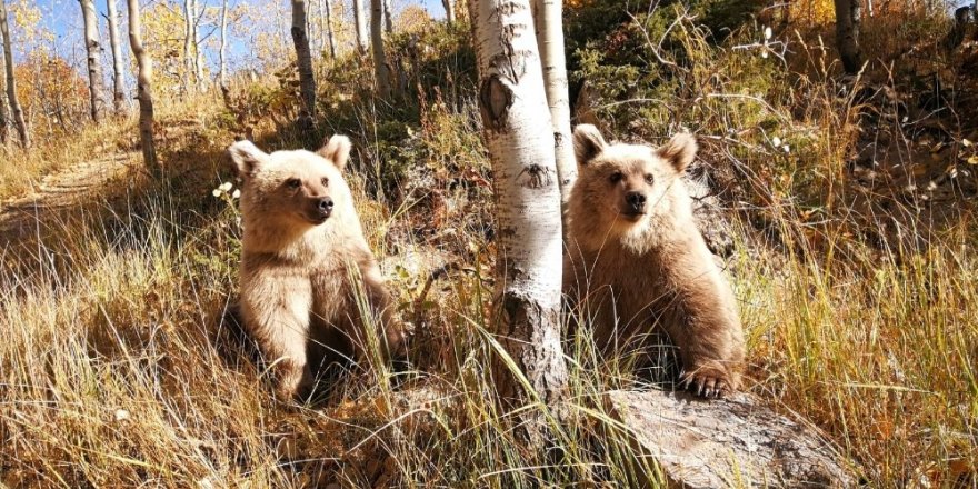 Nemrut’un ziyaretçilerini kardeş boz ayılar karşılıyor