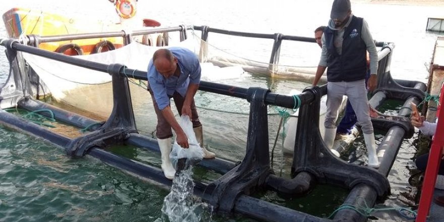 Kemer Baraj Gölü’ne 2 bin yayın balığı bırakıldı