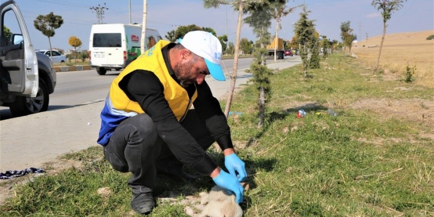 Yaralı köpeğe Tuşba Belediyesi sahip çıktı