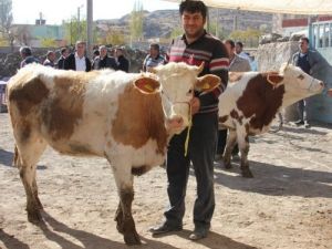 240 Simental Irkı Gebe Düve Dağıtıldı