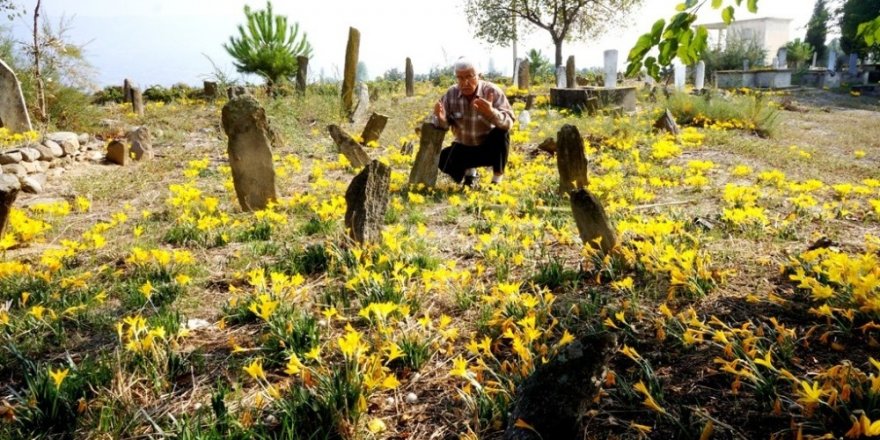 Sarı çiğdemler 200 yıllık mezarlığı her yıl sarıya bürüyor