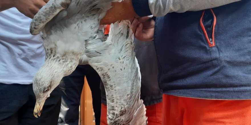 Ayakları ve gagası bağlanan martıyı belediye işçileri kurtardı