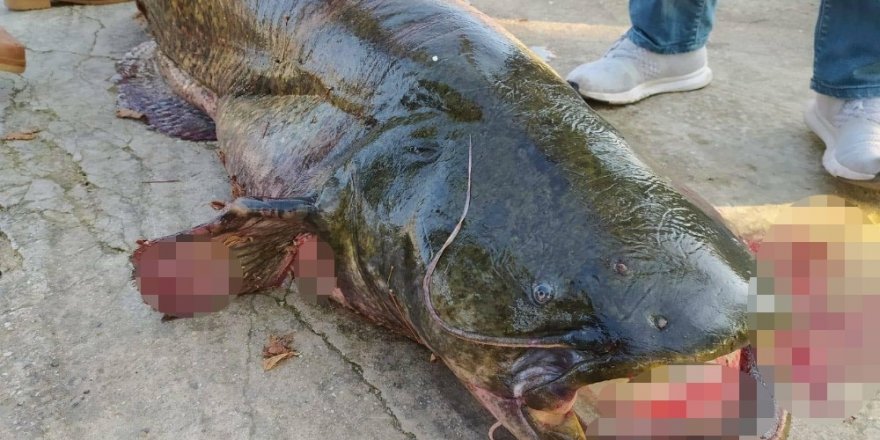İznik Gölü’nde 65 kiloluk dev yayın balığı yakalandı