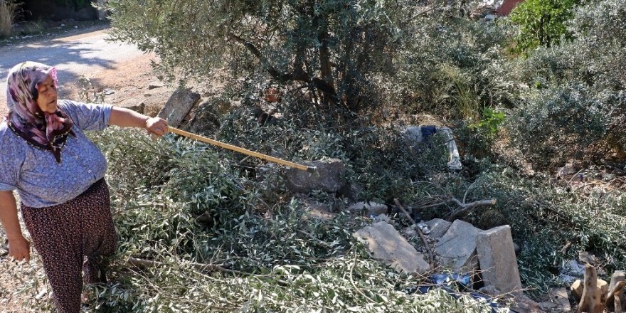 Antalya’da zeytin ağacı katliamı