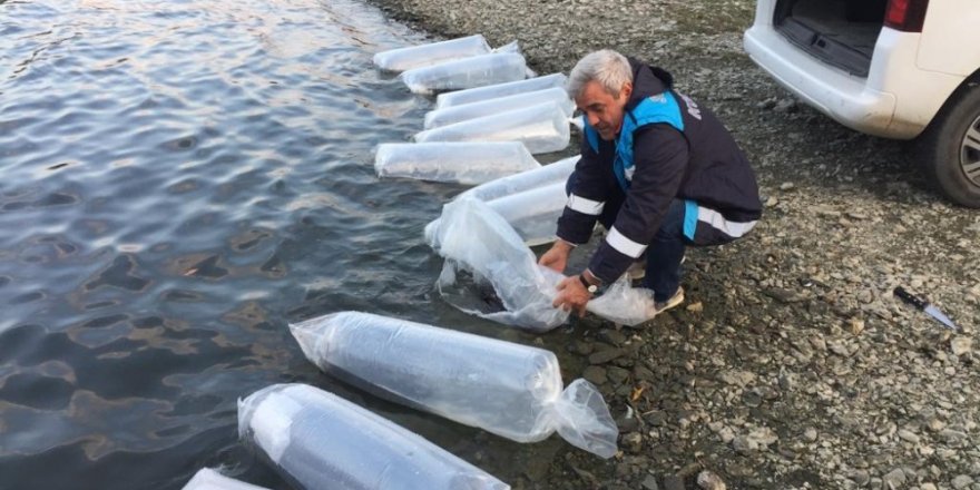 Yenice Barajına 2 bin yavru yayın balığı bırakıldı