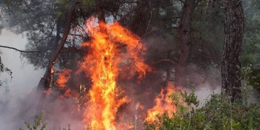 Yıldırım düştü 20 yerde orman yangını çıktı