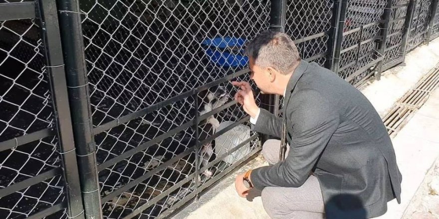 Pursaklar Belediyesi hayvan barınağı yenilendi