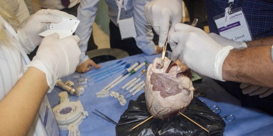 Sığır kalbi ile uygulamalı kalp kapağı operasyonu