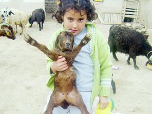 Kuzuların bereketi