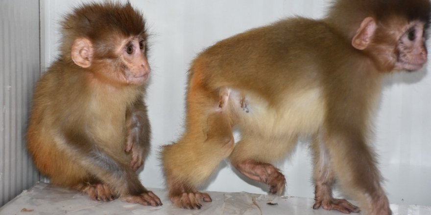 Şırnak’ta nesli tükenme tehlikesi altında olan 2 örümcek maymun ele geçirildi
