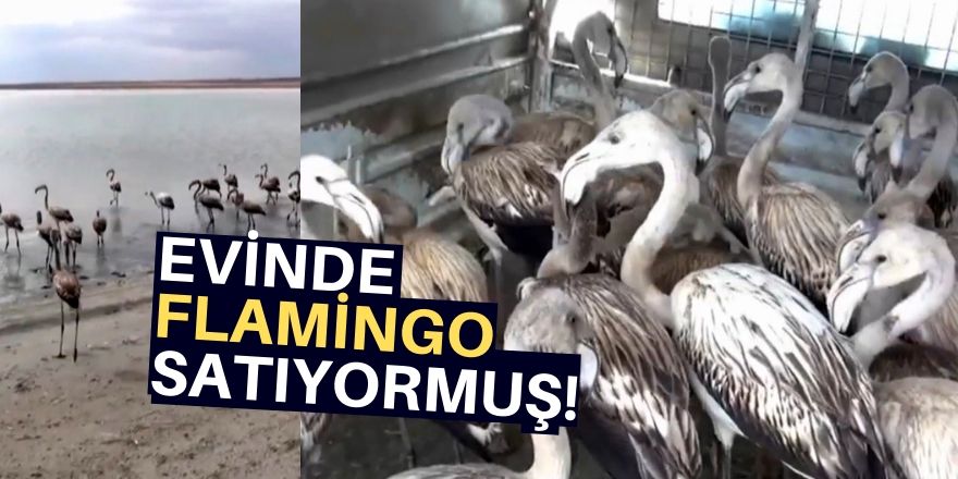 Yavru flamingolar kurtarıldı!