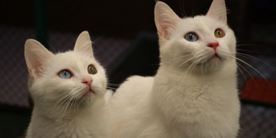 Kardeş Van kedileri İstanbul’da podyuma çıkacak