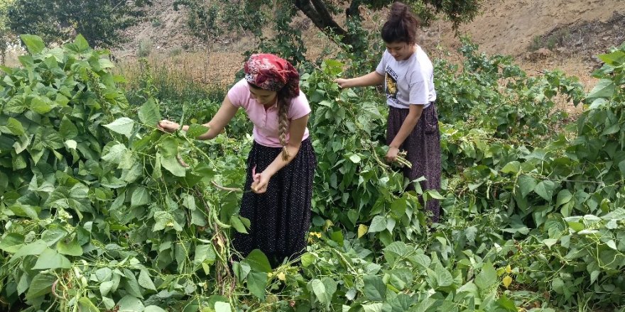 İslahiye’nin bin 600 rakımlı Huzurlu Yaylası’nda son ürünler hasat ediliyor
