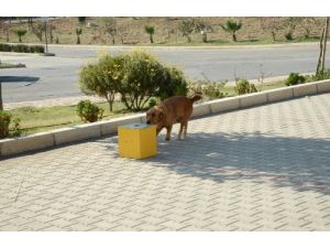 Katı Atık Tesisinde Metan Gazı Kaçağını Dedektör Köpek Buluyor