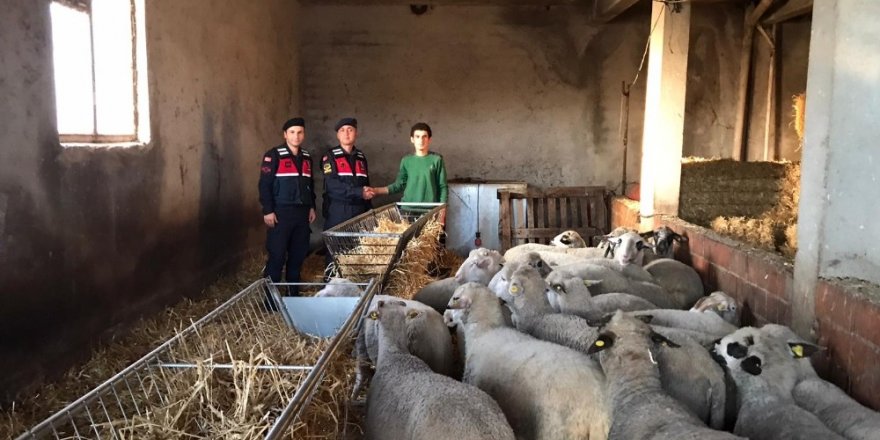 Çalınan 20 koyunu jandarma ekipleri buldu