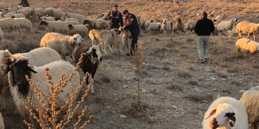 Kaybolan koyun sürüsünü jandarma buldu