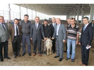 Bafra'da 143 Adet Saanen Keçisi Dağıtıldı