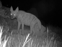 Şırnak'ta soyu tükenmekte olan çizgili sırtlan görüldü