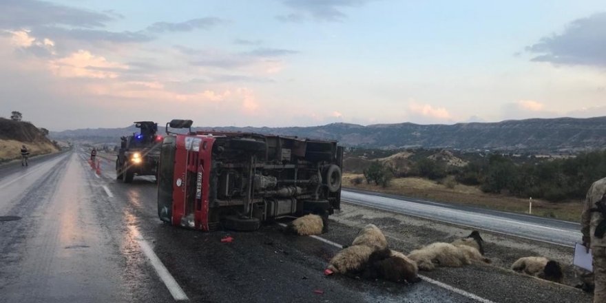 Siirt’te kamyonun çarptığı 15 koyun telef oldu