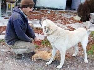 Kedi ile köpekten örnek dostluk