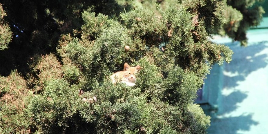 Ağaçta 4 gün mahsur kalan kediyi vatandaşlar kurtardı