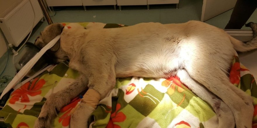Trafik kazasında yaralanan köpeğe Nevşehir Belediyesi sahip çıktı