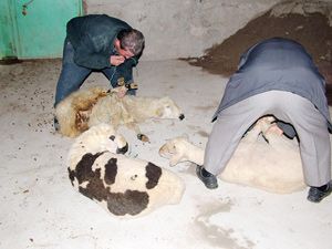 Karapınar’da koyun hırsızları yakalandı