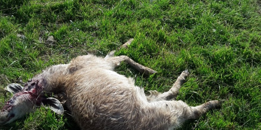 Sürüye saldıran aç kurtlar 10 keçiyi telef etti