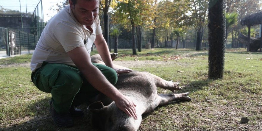 Tapirlerin masaj tutkusu