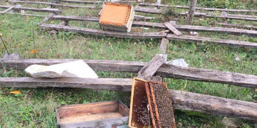 Kastamonu’da ayı, 10 arı kovanını parçaladı