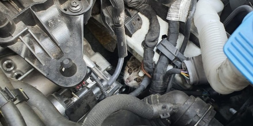 Otomobilin motor kısmına sıkışan yavru kediyi itfaiye kurtardı