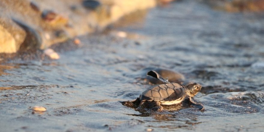 250 bin yavru deniz kaplumbağası denizle buluştu