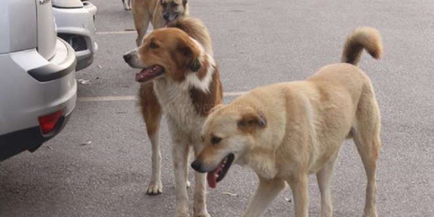 Silvan’da başı boş gezen köpekler vatandaşları korkutuyor