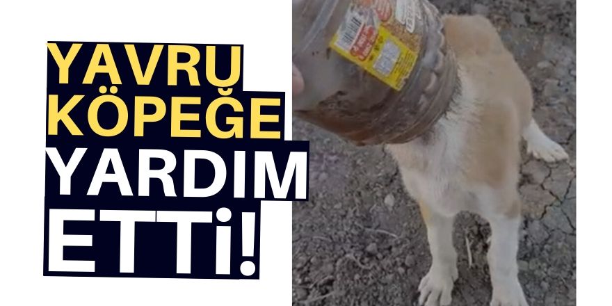 Yavru köpeği vatandaş kurtardı!