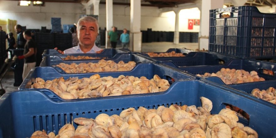TMO ilk 15 günde 1000 tonunu üzerinde incir alımı yaptı