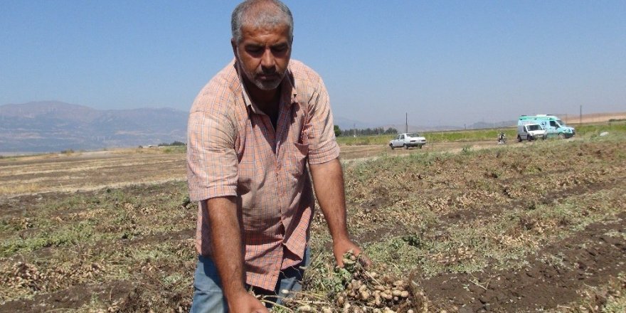 Gaziantep’te yer fıstığı hasadı başladı