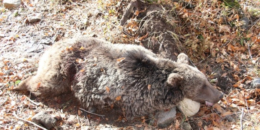 Erzurum’da boz ayıyı vurdular