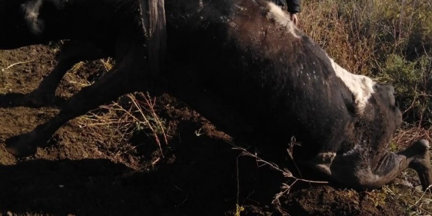 Balçığa saplanan ineği itfaiye kurtardı