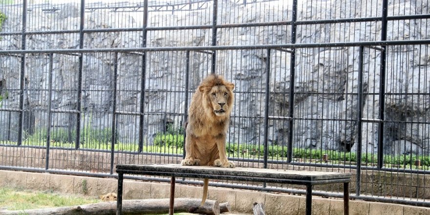 Tarsus’taki hayvan parkı için revizyon çalışması başlıyor