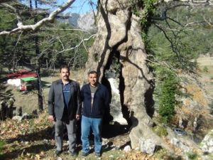 9 Asırlık Çınar Ağacı Dimdik Ayakta