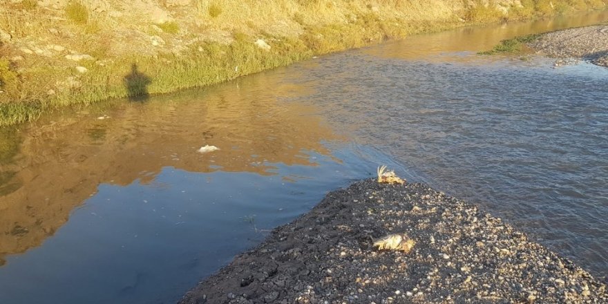 Dicle Nehri’ne hayvan pisliği atan şahıslar hakkında yasal işlem başlatıldı