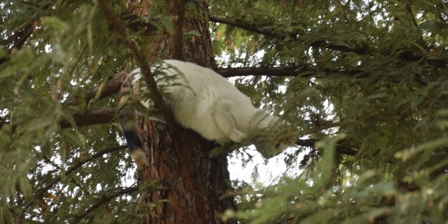 Ağaçta mahsur kalan kediyi itfaiye ekipleri kurtardı