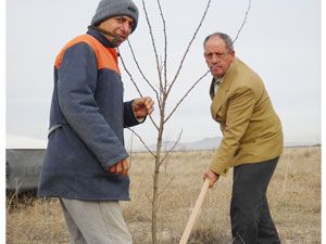 Karapınar'da 44 kişiye ağaç dikme cezası