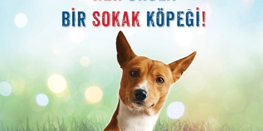 Antalya’da “Her okula bir sokak köpeği”  projesi