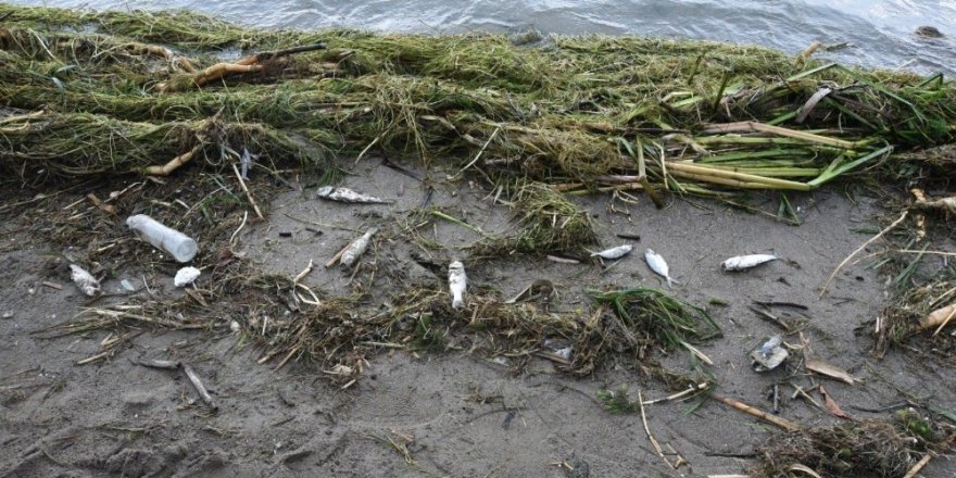Antalya’da ölü balıklar sahile vurdu