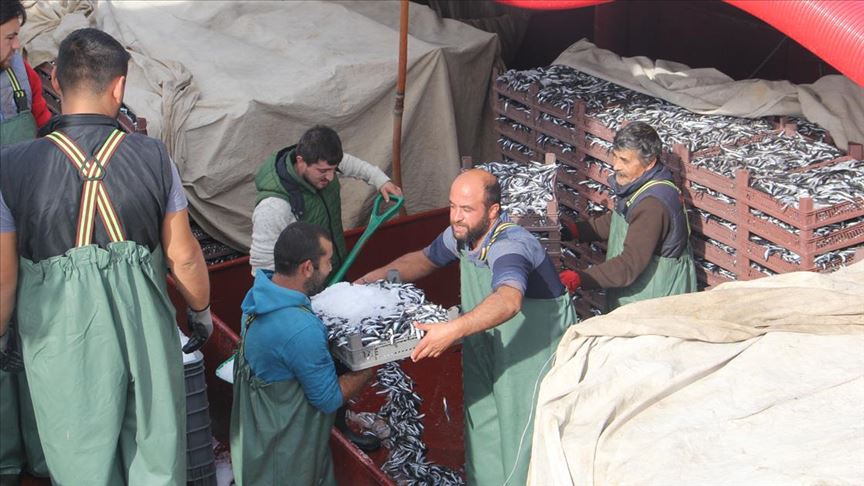 Balıkçı tekneleri hamsilerle dönüyor