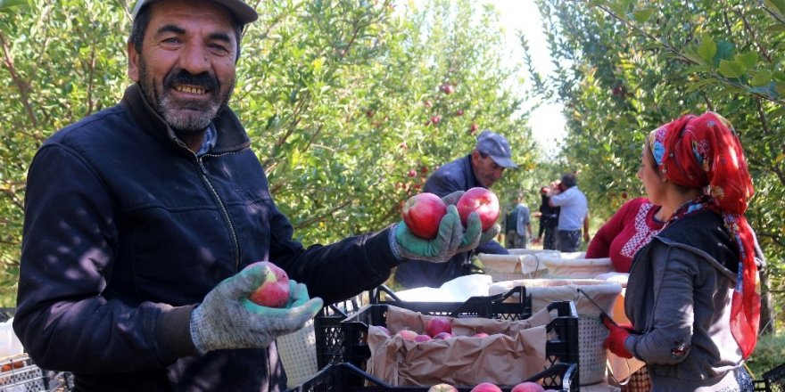 Van’ın lezzetli elmaları Kuzey Irak’a ihraç ediliyor